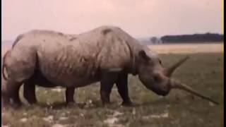 Rare 1950s footage of the Worlds Largest Rhino [upl. by Atolrac]