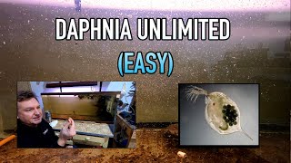 How I Raise Daphnia Water Fleas And You Can Too [upl. by Sachsse]