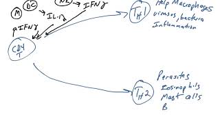 CD4 T cells  effector functions [upl. by Nos]