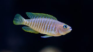 How To set up a Lake Tanganyika African Cichlid Aquarium 🐠 Shell Dwellers 🐠 Cyprichromis [upl. by Anemij]