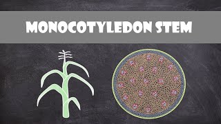 Monocot Stem Structure and Function  Plant Biology [upl. by Adnawuj293]