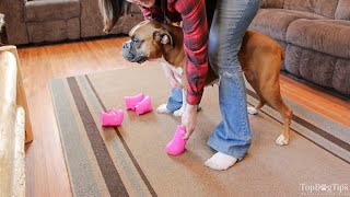 DIY Dog Boots How To Make Them Without Sewing [upl. by Dugald604]