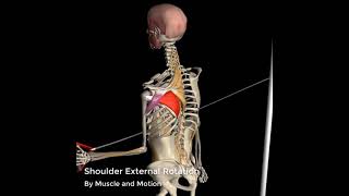 Shoulder External Rotation  3D Anatomy [upl. by Ayel]