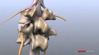 Lumbar Spine Anatomy [upl. by Leiram]