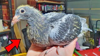 Hand Raising My Baby Pigeon [upl. by Renate701]