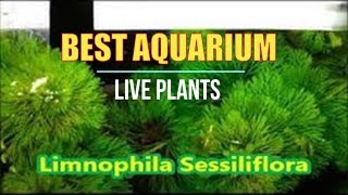 Best Live Plants for Tropical Aquariums  Limnophila Sessiliflora [upl. by Nnylrahc51]