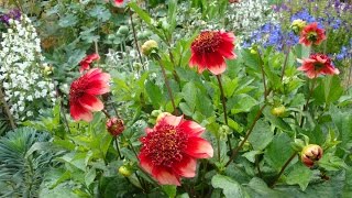 Growing dahlias in pots [upl. by Goltz]