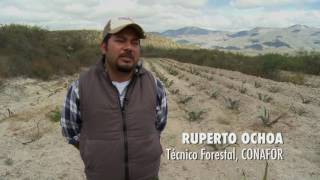 Capítulo 9  El desierto del sur Tehuacán Cuicatlán [upl. by Uaeb704]