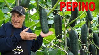 🥒PEPINO PRODUZINDO no VASO em pouco tempo🥒🥒😱 PASSO A PASSO AQUI 🥒😍 [upl. by Cedar]