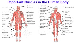 The Muscular System [upl. by Aldas]