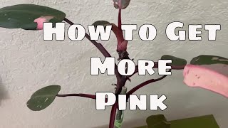 Get More Pink Variegation in Your Philodendron Pink Princess House Plant Propagation Care Tips [upl. by Down]