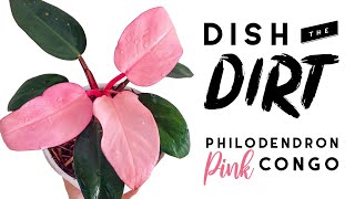 The Philodendron Pink Congo SCAM  Dish The Dirt [upl. by Francene173]