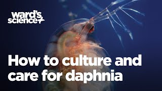 Caring and Culturing for Daphnia [upl. by Korry]