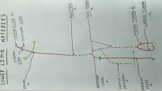 Lower Limb Arteries  Part 1  Femoral Popliteal Tibial Artery  TCML [upl. by Ayimat]