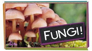 Fungi Why Mushrooms Are Awesome  Biology for Kids [upl. by Juliet]