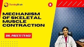 Mechanism of Skeletal Muscle Contraction [upl. by Delia]