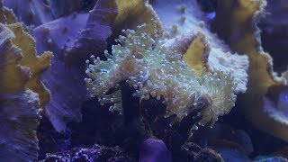 Corals Reproduction [upl. by Britton]