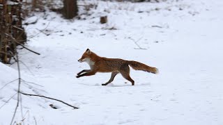 Winterfuchsjagd im Schwarzwald  Winter Foxhunting in the Blackforest [upl. by Ykcir795]