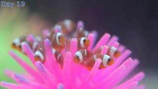 Our first clownfish babies [upl. by Keheley]