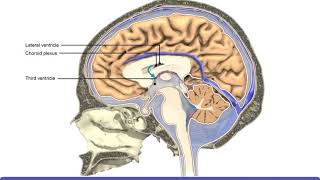 Detailed Animation on Circulation of CSF [upl. by Voletta]