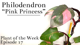 How To Care For Philodendron erubescens “Pink Princess”  Plant Of The Week Ep 17 [upl. by Airdnahc856]