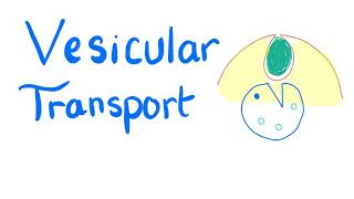 Vesicular Transport  Endocytosis and Exocytosis  Cell Physiology [upl. by Madancy]