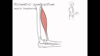 Contraction types skeletal muscle 4 [upl. by Lachus]