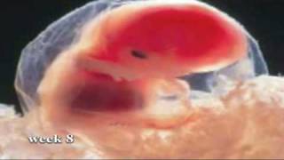 11 Things Unborn Babies Can Do in the Womb [upl. by Ahsilat]