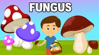 Fungus  Microorganism  Introduction to Fungus  What are Fungi  Biological Classification Fungi [upl. by Arihas]