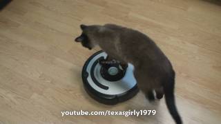 Cat shows HOW TO use iRobot Roomba Vacuum [upl. by Einoj]