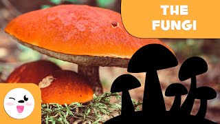 What are fungi  The Fungi Kingdom for kids [upl. by Annerol]