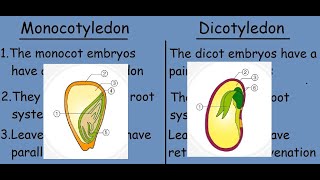 Monocotyledon vs Dicotyledon Fast differences and comparison [upl. by Amekahs699]