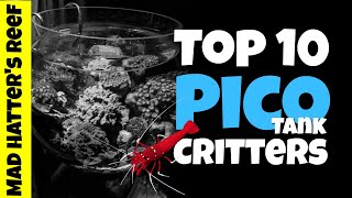 Top 10 Pico Reef Tank Fish and Invertebrates [upl. by Yelnikcm]