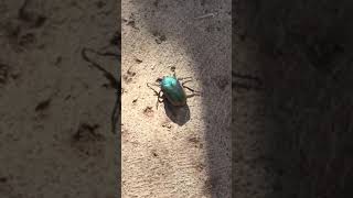 Sacred Egyptian scarab beetle [upl. by Tterb]