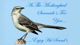 Northern Mockingbird Mimus polyglottos Singing at night June 29 2012 BEST [upl. by Kerred]