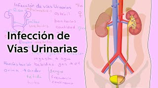 Infección de Vías Urinarias  Salud  Educatina [upl. by Atilrac]