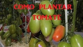 Como plantar tomate tutoramento e desbrota [upl. by Jacquie]