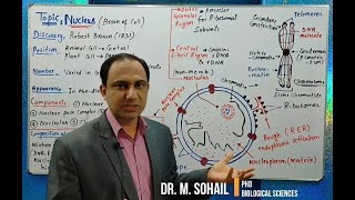 Nucleus Structure and Functions [upl. by Raddie]