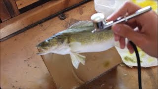 How to Taxidermy a Fish  Walleye Mount [upl. by Akined]