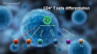 CD4 T cell differentiation [upl. by Wootten]