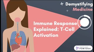 Immune Response Explained TCell Activation [upl. by Nobe]