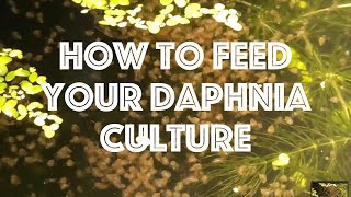 How To Feed Your Daphnia Culture [upl. by Amary]