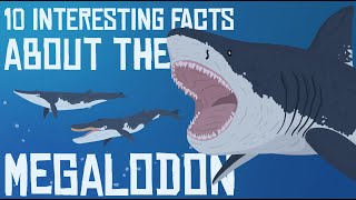 10 Interesting Facts about the MEGALODON [upl. by Eigriv958]