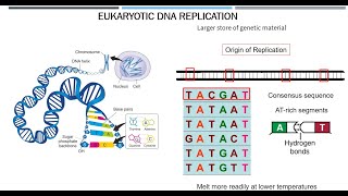 Eukaryotic DNA Replication [upl. by Anilrats]