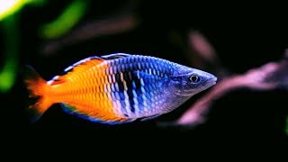 Boesemani Rainbowfish  Amazing Freshwater Aquarium Fish [upl. by Miun378]