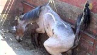 Amaryllis Farm  Horse Slaughter Lies Exposed PART 12 [upl. by Idalia556]