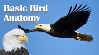 Basic Bird Anatomy [upl. by Irena]