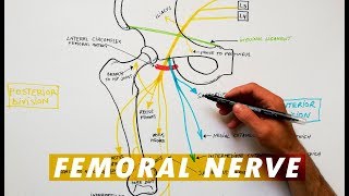 Femoral Nerve branches  Anatomy Tutorial [upl. by Sasnett]