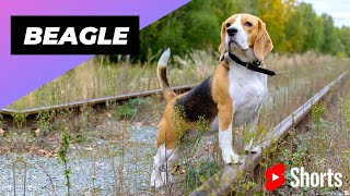 Beagle 🐶 One Of The Most Popular Dog Breeds In The World shorts [upl. by Blanding140]