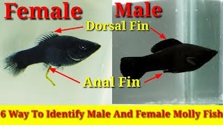 6 Way To Identify Male And Female Molly Fish [upl. by Yliak795]